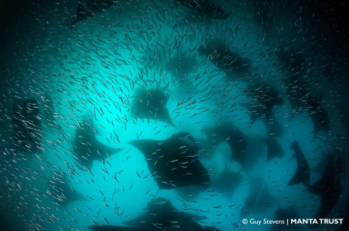 Hanifaru Bay Marine Protected Area