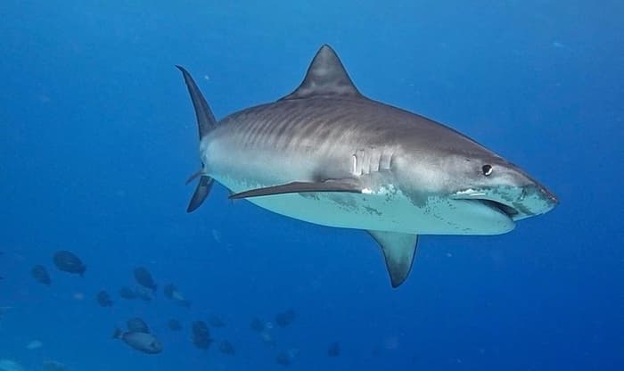 Tiger shark makes historic journey from Galapagos to Cocos