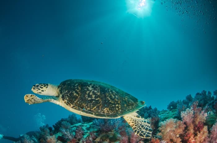 Migrating turtles don’t really know where they’re going
