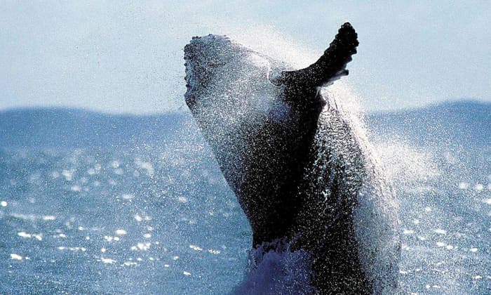 World’s oceans could be restored within a generation