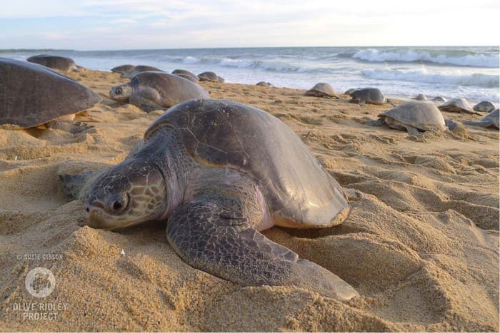 Thousands of sea turtles lay 60 million eggs in India, amid Covid-19 lockdown