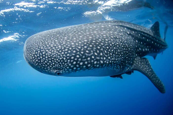 Philippines Megafauna Educational Trip