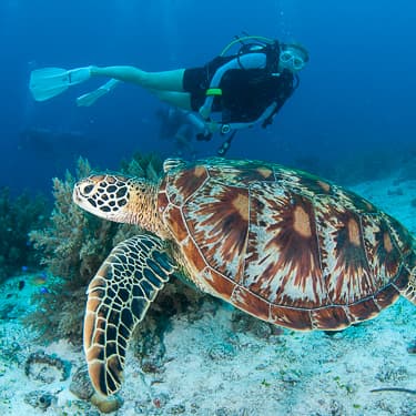 The world’s top destinations to scuba dive with turtles