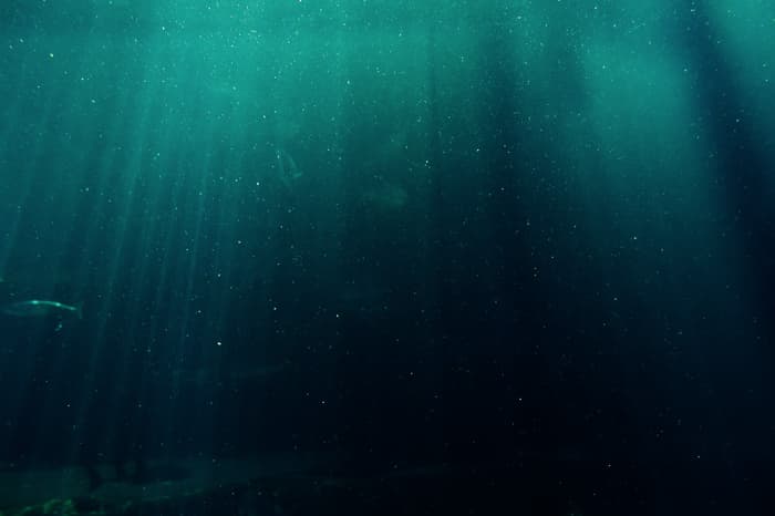 Strange new species discovered in Pacific ocean