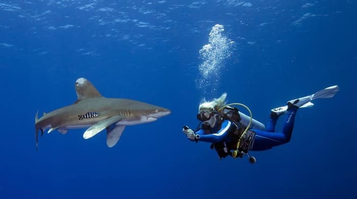 Paralenz: A partnership for a sustainable future in dive travel and ocean exploration