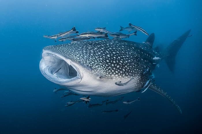 The world's top destinations to dive and snorkel with whale sharks