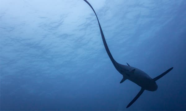 Five facts you may not have known about sharks
