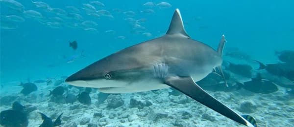 Global FinPrint- Global conservation status of sharks