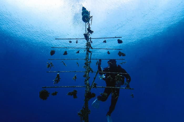 Atlantis resort ecoventure coral restoration 1