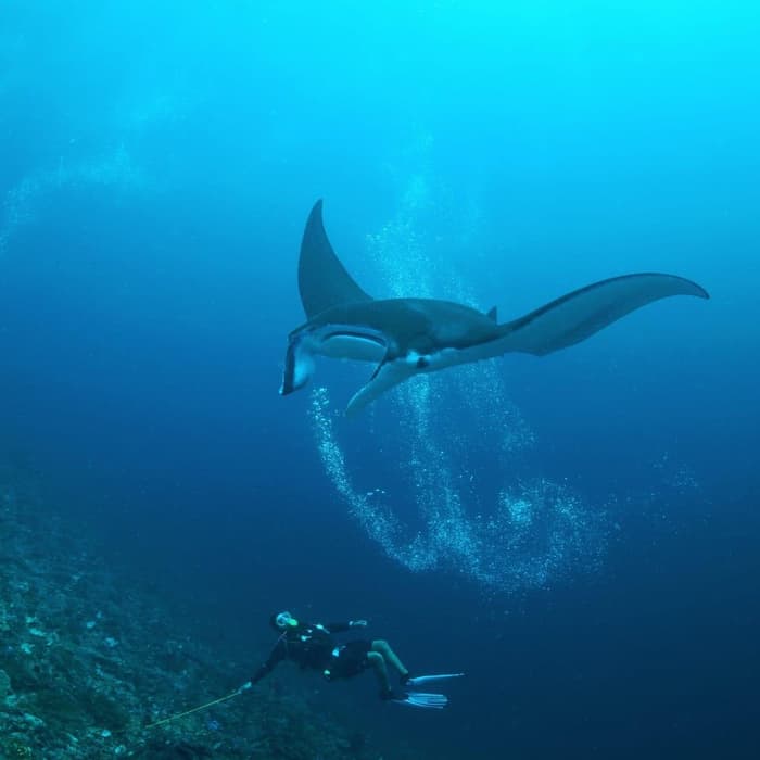 ecoventure_barefoot_conservation_manta_ray_and_diver
