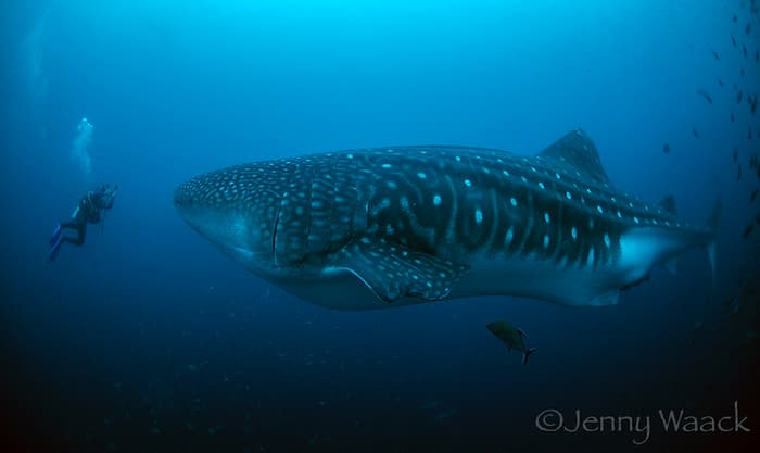 Galapogos_sharks_diving_whale_shark_encounter