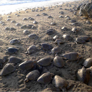 Olive Ridley Arribada C Susie Gibson