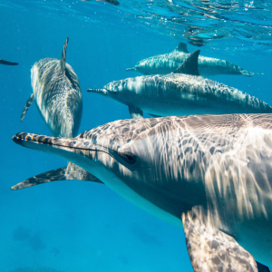 Dolphins enjoy freedom