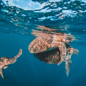 Diving with turtles in Sipadan