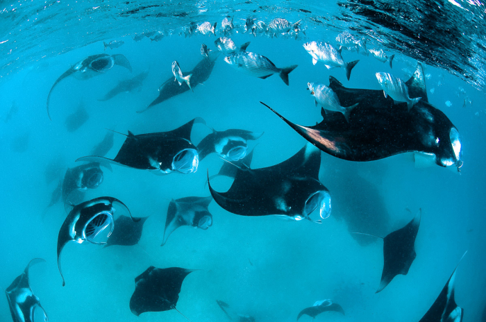 Best places to dive with manta rays - Hanifaru Bay, Maldives