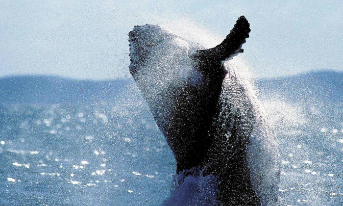 News Humpback Whale The Guardian