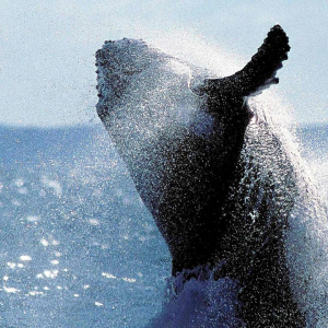 News Humpback Whale The Guardian