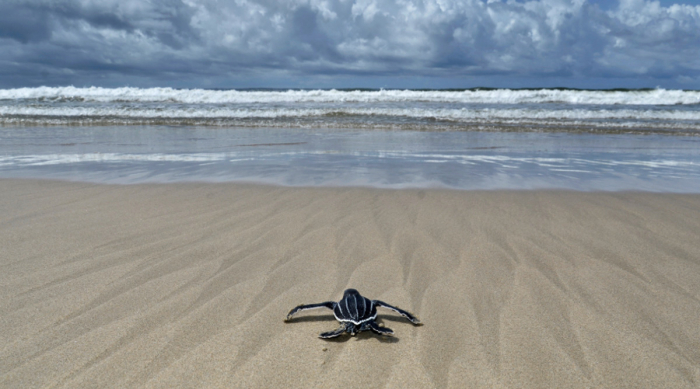 Baby Leatherback