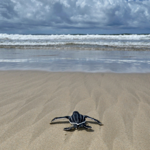 Baby Leatherback