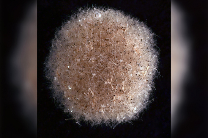 Abyssalia Sphaerica