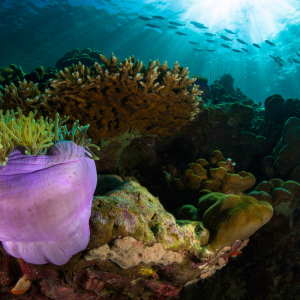 Heat Resistant Corals Red Sea