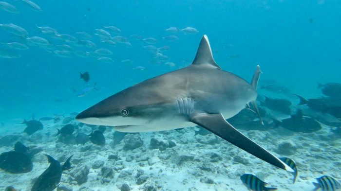 Grey Reef Shark