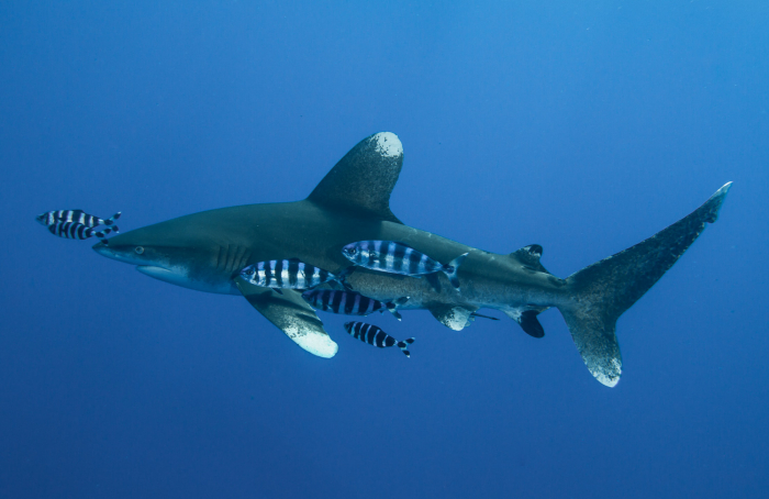 Oceanic Whitetip