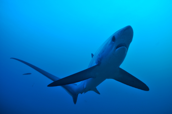 Thresher Shark