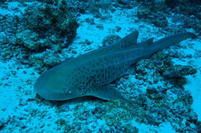 Q13 Zebra Shark