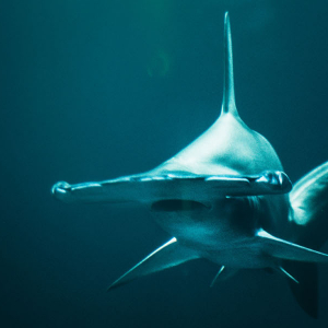 Shark Banner