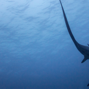 Shark Banner