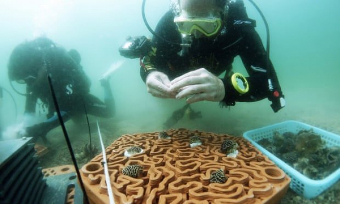 Terracota Reef