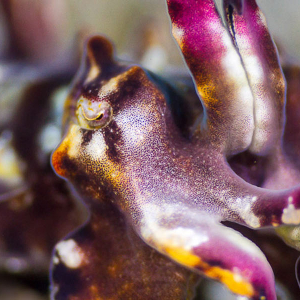 Flamboyant Cuttlefish Banner