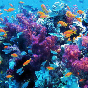 Learn scuba diving and see beautiful corals