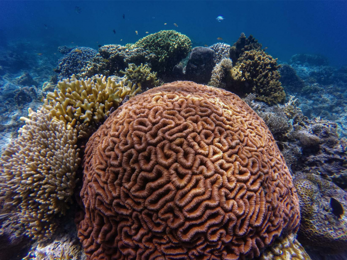 Hope For Worlds Coral Reef