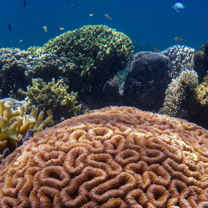 Hope For Worlds Coral Reef Banner