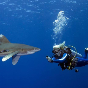 Scuba diver and oceanic whitetip shark