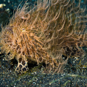 Lembeh Frogfish New