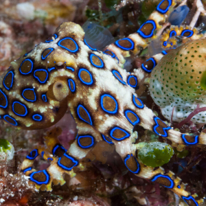 Mabul Blueringed Octopus Banner