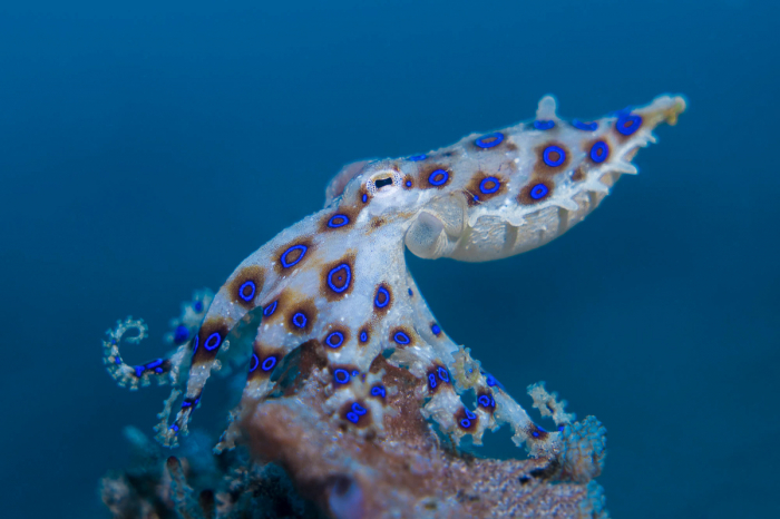 Lembeh Macro4 Blue Ringed Octopus