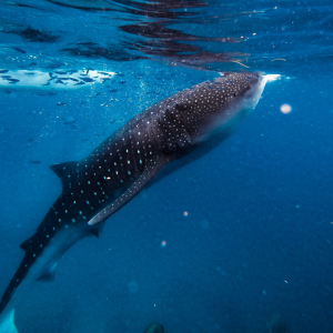 Whaleshark Pexels Elgin Renz Rocili 6530409 Over 2