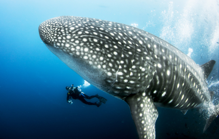 Adobe Stock 186713778 Giant Pregnant Female Whale Shark With Scuba Diver Underwater From The Galapagos Islands Darwin Island In Ecuador Lindsey Resized