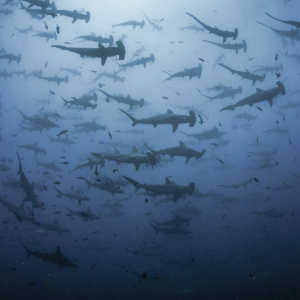 New Shutterstock 740451826 School Of Scalloped Hammerhead Sharks Swimming Overhead At The Dive Site Alcyone Cocos Island Costa Rica