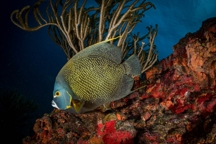 Anguilla St Maarten St Barts Scuba Diving 8
