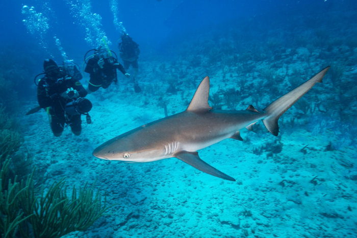 Anguilla St Maarten St Barts Scuba Diving 9