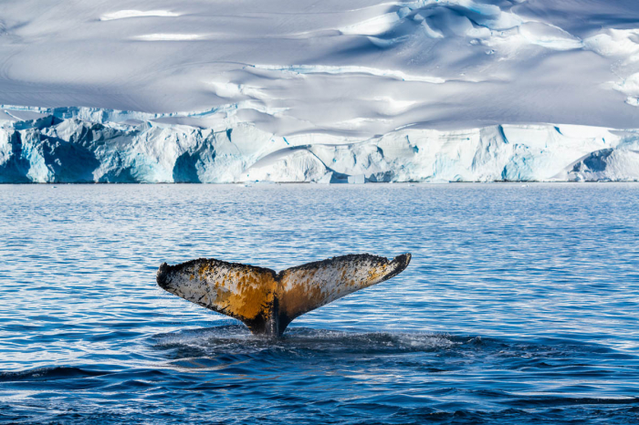 Antarctica Expedition Voyages 4