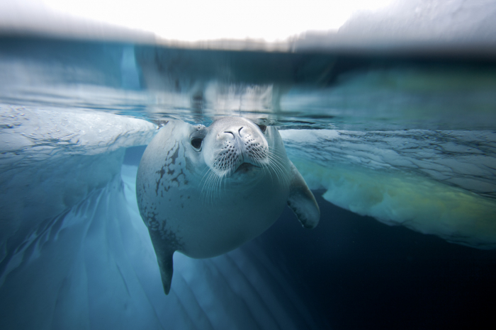 Antarctica Expedition Voyages 9