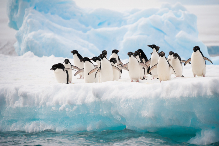 Antarctica Expedition Voyages 10
