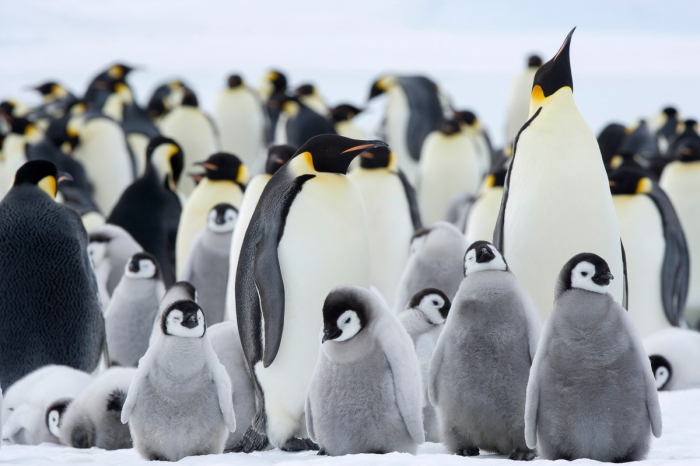 Antarctica Expedition Voyages 11