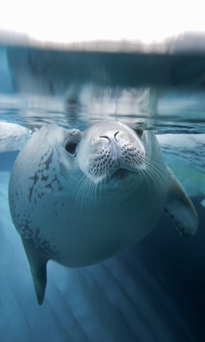 Antarctica Expedition Voyages Portrait